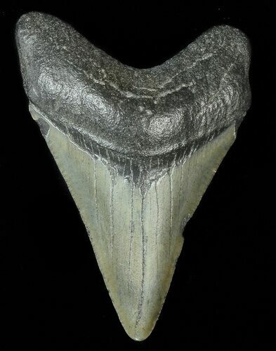Juvenile Megalodon Tooth #69330